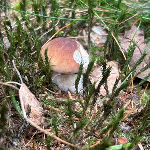 King Bolete