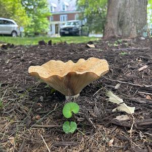 Chanterelle, Common