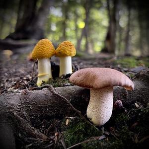 Dotted-stalk Bolete