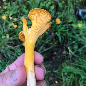 Chanterelle, Common