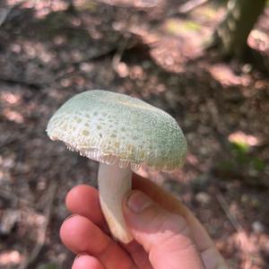 Cracked Green Russula