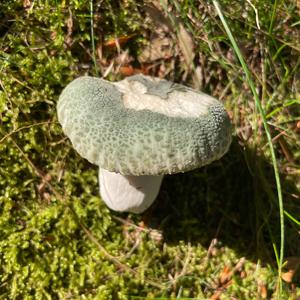 Cracked Green Russula