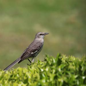 Northern Mockingbird