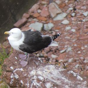 Great Black-backed Gull