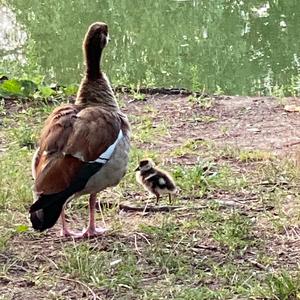 Nilgans