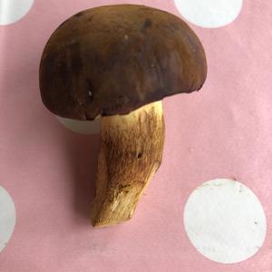 Bay Bolete