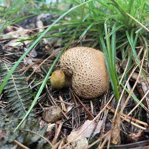 Parasitic Bolete