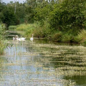 Höckerschwan