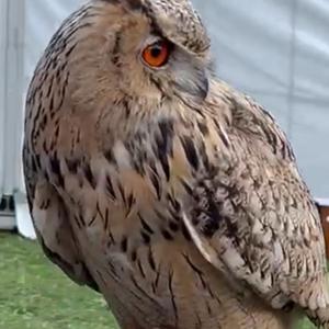 Eurasian Eagle-owl