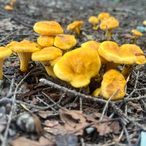 Chanterelle, Common