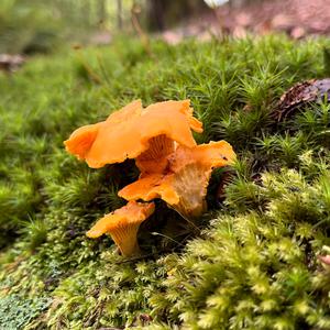 Chanterelle, Common