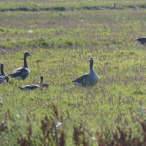 Greylag Goose