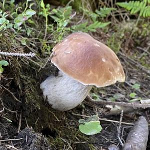 King Bolete