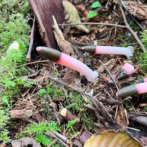 Dog Stinkhorn