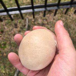 Gem-studded Puffball