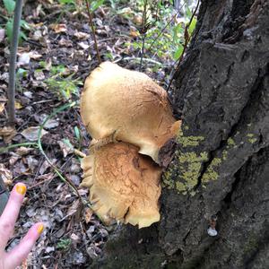 Scaly Pholiota