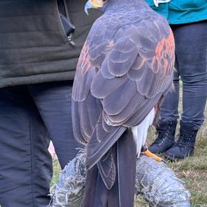 Eurasian Hobby