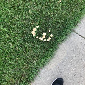 Fairy Ring Mushroom