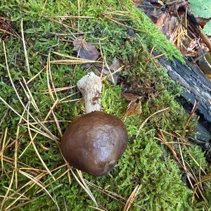 Fawn Mushroom