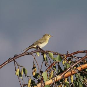 Common Chiffchaff