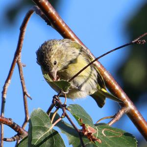 Eurasian Siskin