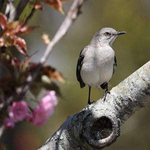 Northern Mockingbird