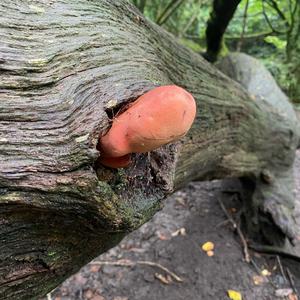 Beefsteak Polypore