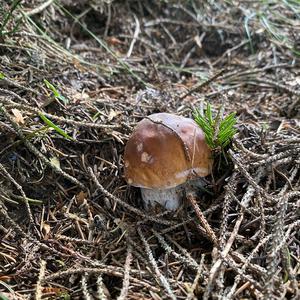 King Bolete