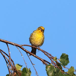 European Serin