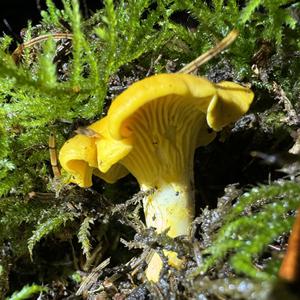 Chanterelle, Common