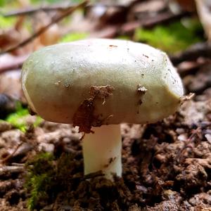 Cracked Green Russula