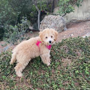 Poodle (Miniature)