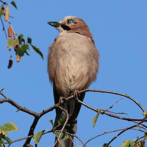 Eurasian Jay