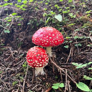 Fly Agaric