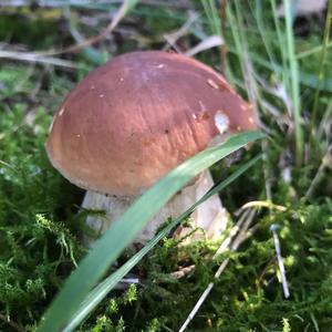 King Bolete