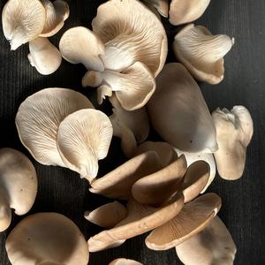 Oyster Mushroom