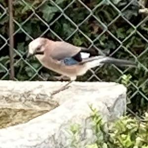 Eurasian Jay