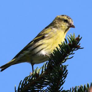 Eurasian Siskin