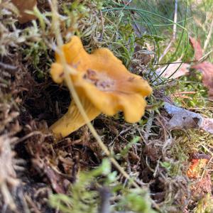 Chanterelle, Common