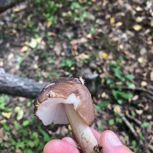 Pale-stalked Pluteus