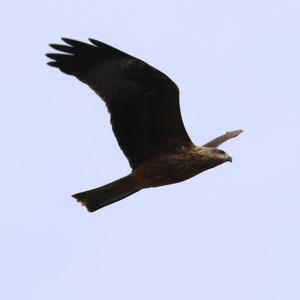 Black Kite