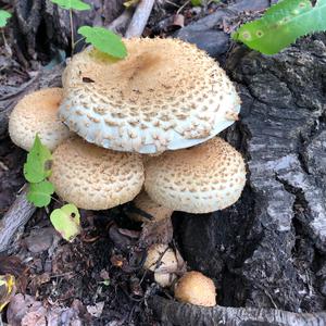 Scaly Pholiota