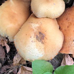 Scaly Pholiota