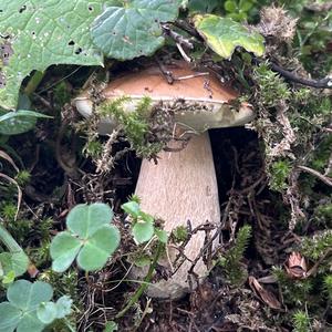 King Bolete