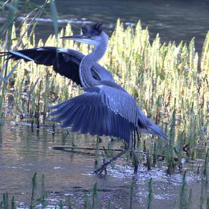 Grey Heron