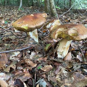 King Bolete