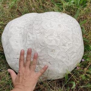 Giant Puffball