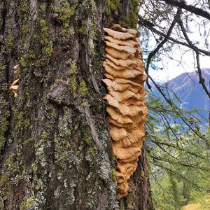 Chicken Mushroom