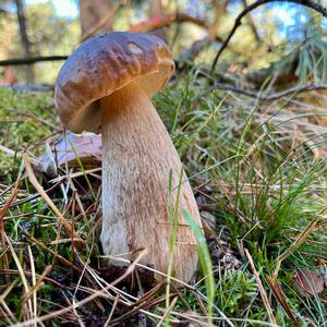 King Bolete