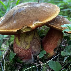 Dotted-stem Bolete